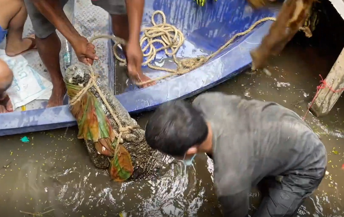 จับ จระเข้ กว่า 2 เมตร กลางชุมชนที่สมุทรปราการ จับ จระเข้ กว่า 2 เมตร กลางชุมชนที่สมุทรปราการ