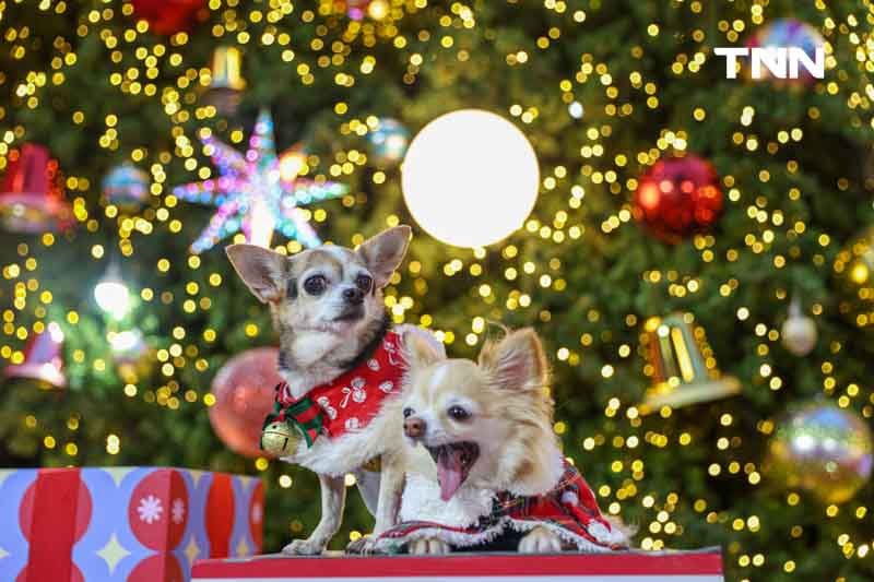 เปิดไฟต้นคริสต์มาส สู่ย่าน Regent Street แลนด์มาร์กที่ทุกคน “ต้องมา” เปิดไฟต้นคริสต์มาส สู่ย่าน Regent Street แลนด์มาร์กที่ทุกคน “ต้องมา”