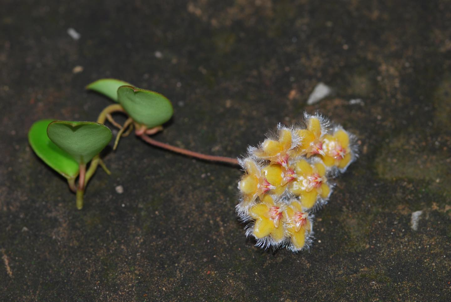 เปิดภาพ โฮย่าสอยดาว พรรณไม้หายากจากป่าตะวันออก เปิดภาพ โฮย่าสอยดาว พรรณไม้หายากจากป่าตะวันออก