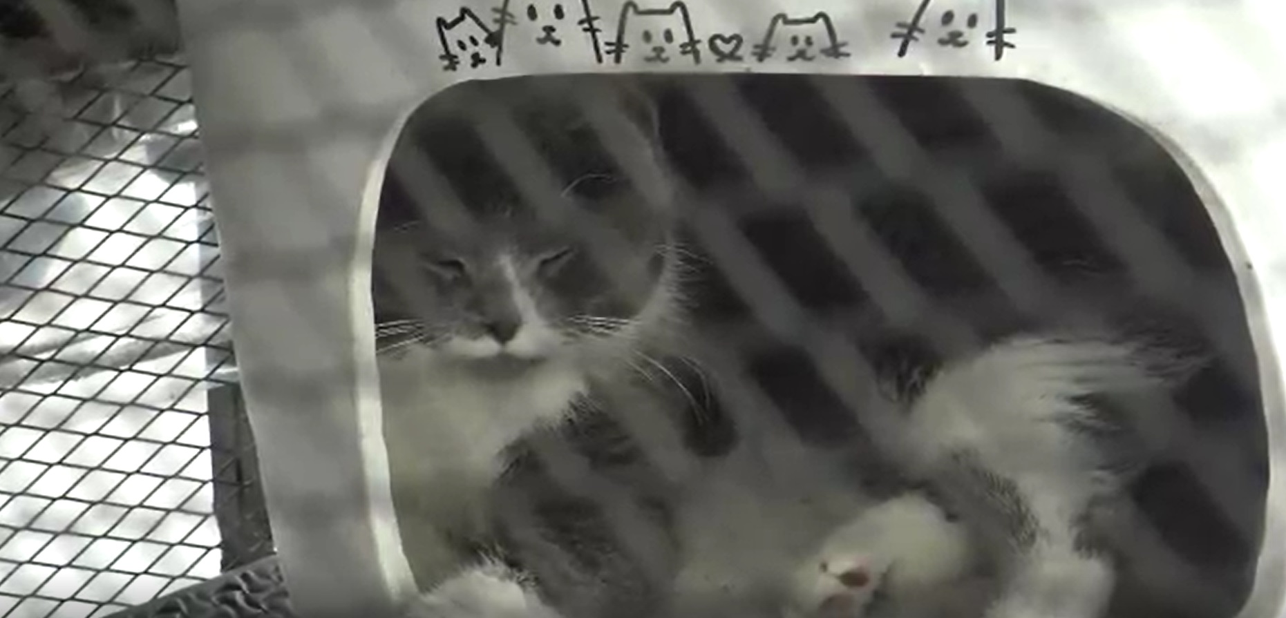 ไขข้อข้องใจ ยึดแมวในบ้านผู้ต้องหาคดียาเสพติด ทำไมถึงต้องขายทอดตลาด ไขข้อข้องใจ ยึดแมวในบ้านผู้ต้องหาคดียาเสพติด ทำไมถึงต้องขายทอดตลาด