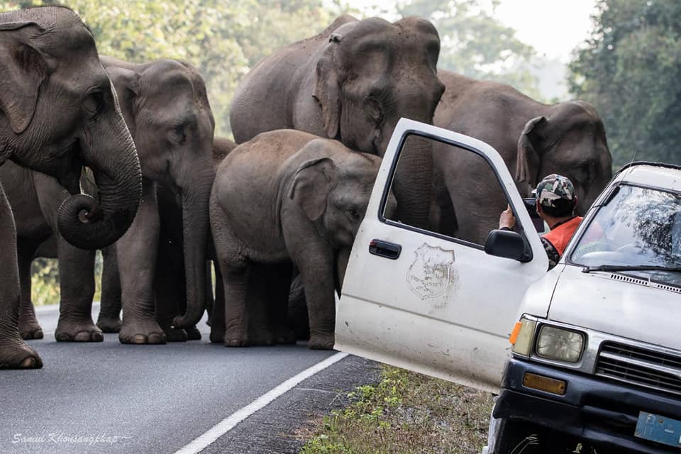 ชาวเน็ตแห่แชร์ ‘ชายชื่อสุทธิพร’ ผู้ที่ช้างป่าไม่เคยทำร้าย ชาวเน็ตแห่แชร์ ‘ชายชื่อสุทธิพร’ ผู้ที่ช้างป่าไม่เคยทำร้าย