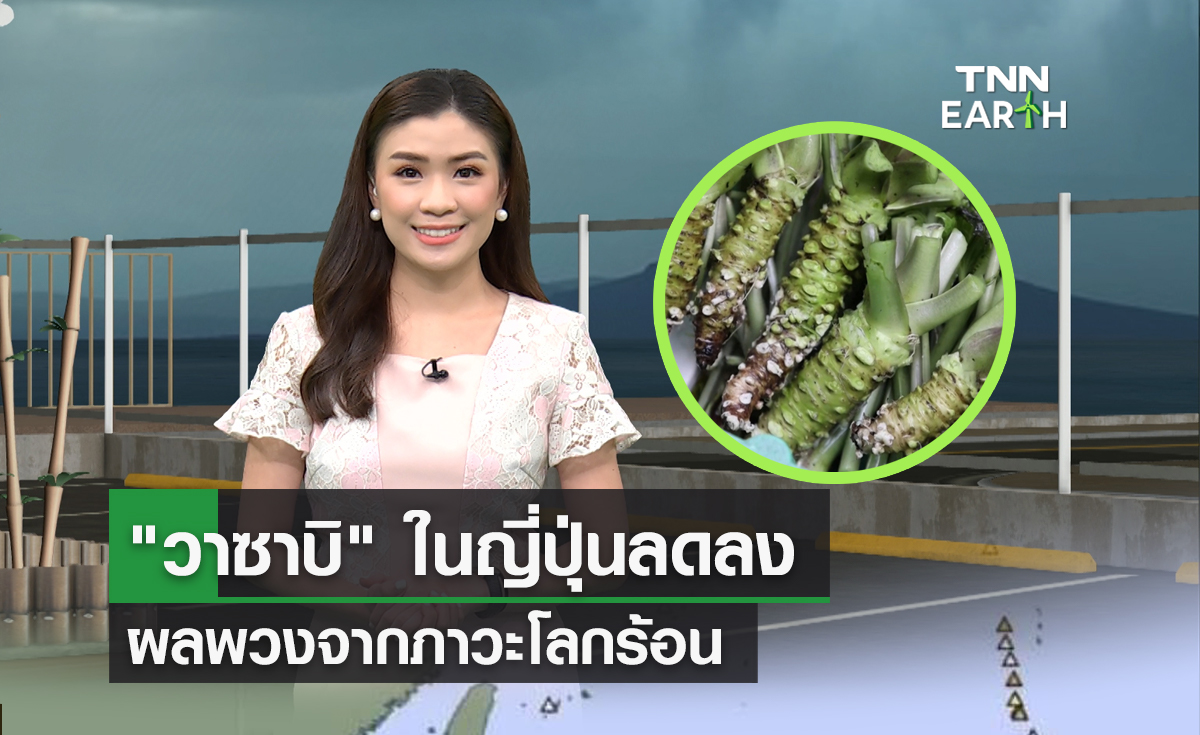 "วาซาบิ" ในญี่ปุ่นเริ่มลดลง ผลพวงจากภาวะโลกร้อน