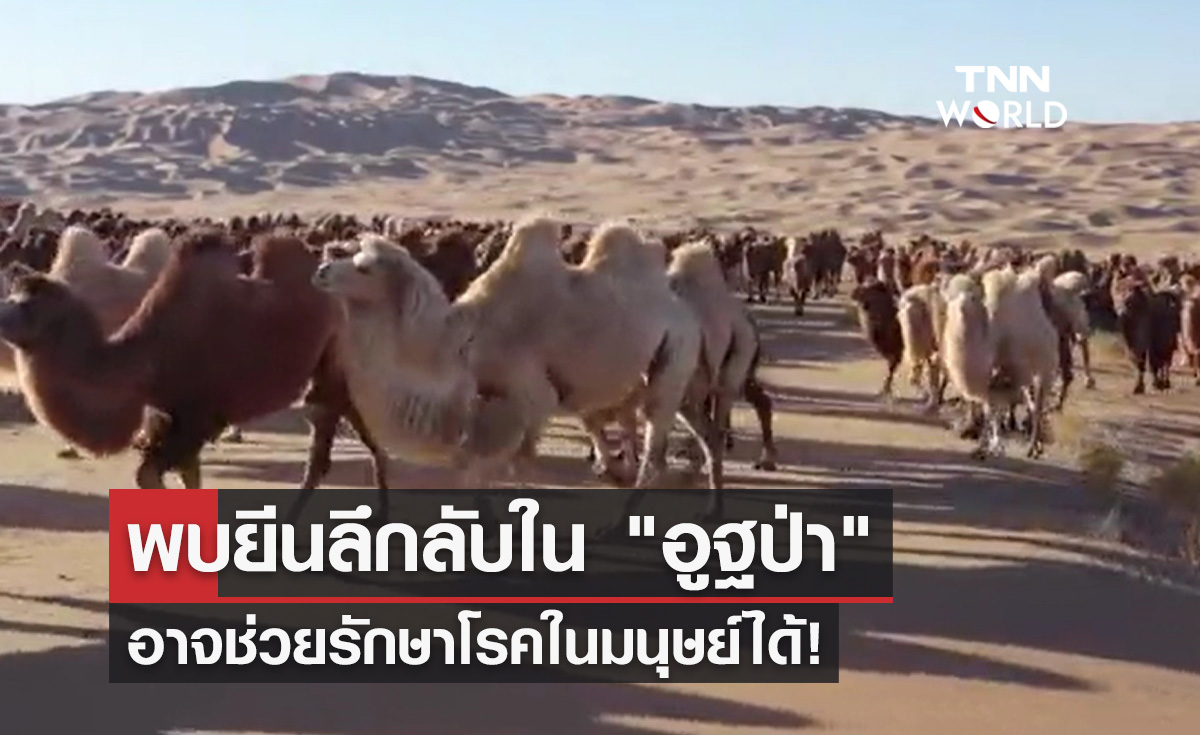 จีนพบยีนลึกลับใน "อูฐป่า" อาจช่วยรักษาโรคในมนุษย์ได้