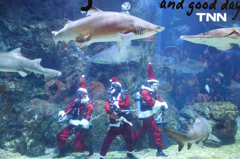 ซานต้าให้อาหารฉลาม ร่วมต้อนรับเทศกาล “คริสต์มาส” ซานต้าให้อาหารฉลาม ร่วมต้อนรับเทศกาล “คริสต์มาส”