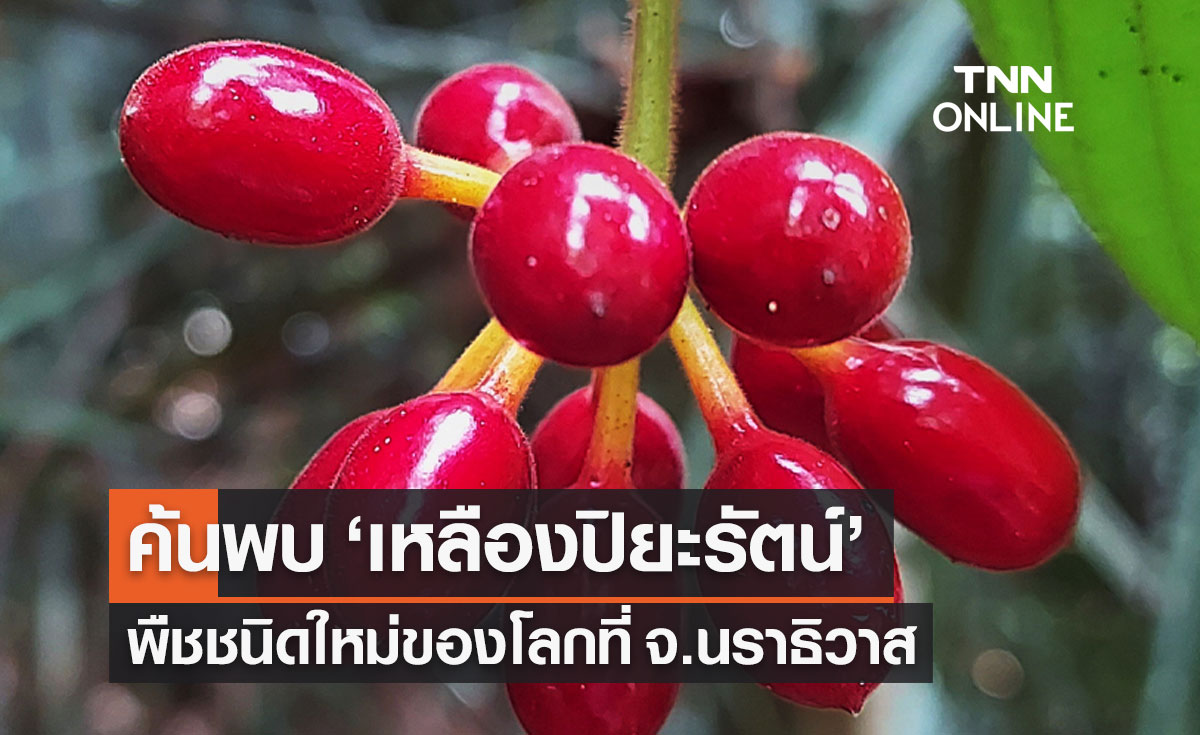 ค้นพบ "เหลืองปิยะรัตน์" พืชชนิดใหม่ของโลกที่ จ.นราธิวาส
