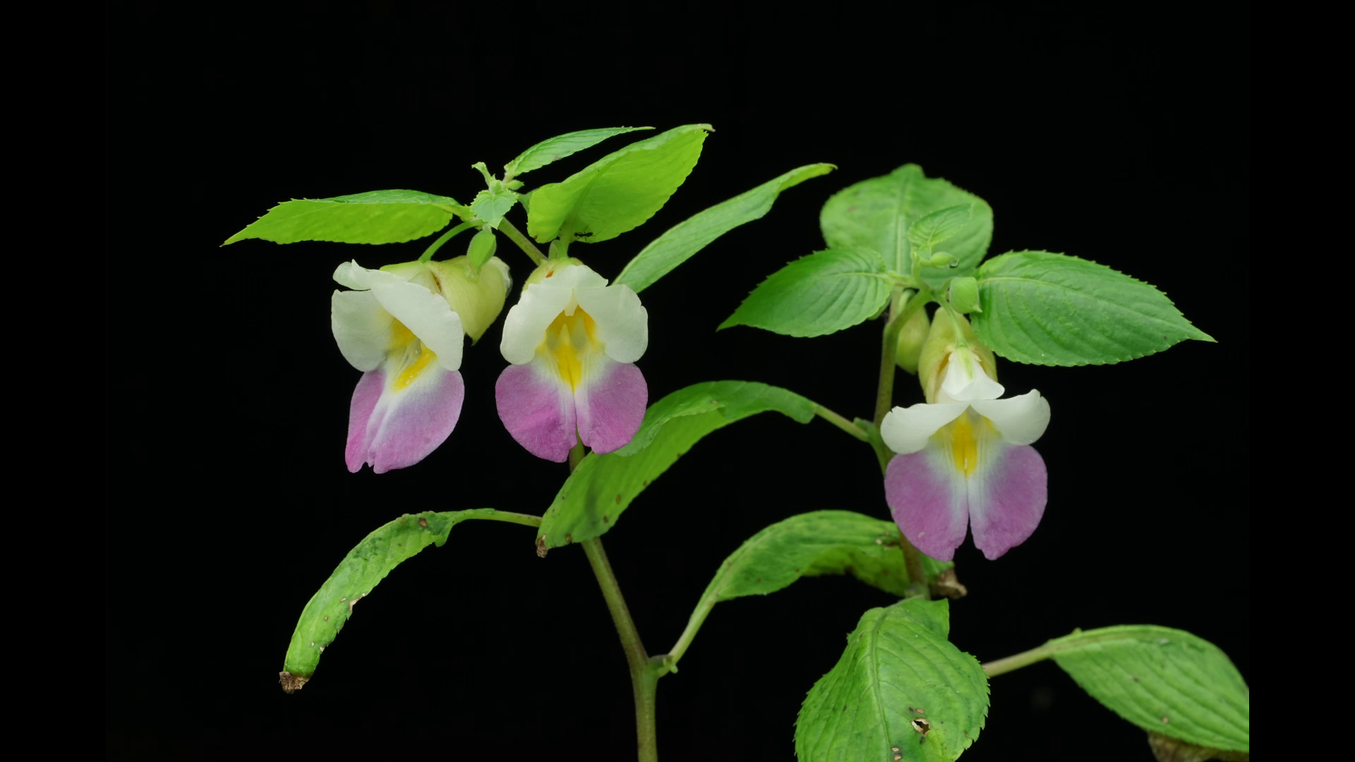 นักพฤกษศาสตร์ไทยพบ “พืชสกุลเทียน” 20 ชนิดและ 1 สายพันธุ์ใหม่ของโลก นักพฤกษศาสตร์ไทยพบ “พืชสกุลเทียน” 20 ชนิดและ 1 สายพันธุ์ใหม่ของโลก