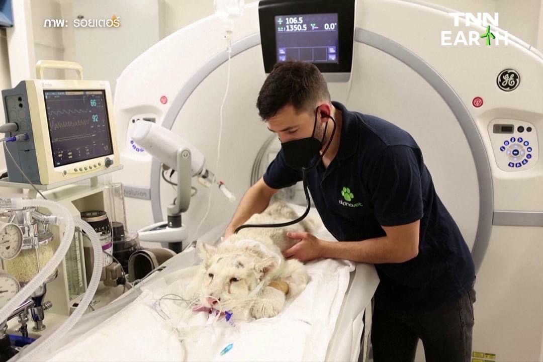 ช่วย “ลูกเสือขาว” ถูกทิ้งถังขยะในลานจอดรถสวนสัตว์ เอเธนส์