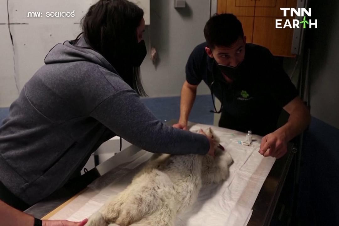 ช่วย “ลูกเสือขาว” ถูกทิ้งถังขยะในลานจอดรถสวนสัตว์ เอเธนส์