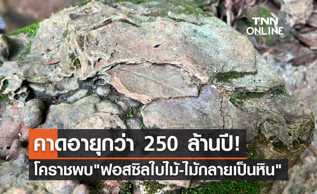 ฮือฮา! โคราชพบ "ฟอสซิลใบไม้-ไม้กลายเป็นหิน" คาดอายุกว่า 250 ล้านปี