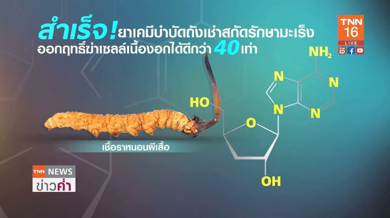 นักวิจัยอังกฤษ สกัด ยาเคมีบำบัดถั่งเช่า รักษามะเร็งในคนไข้เชื้อลุกลามได้ผลดี