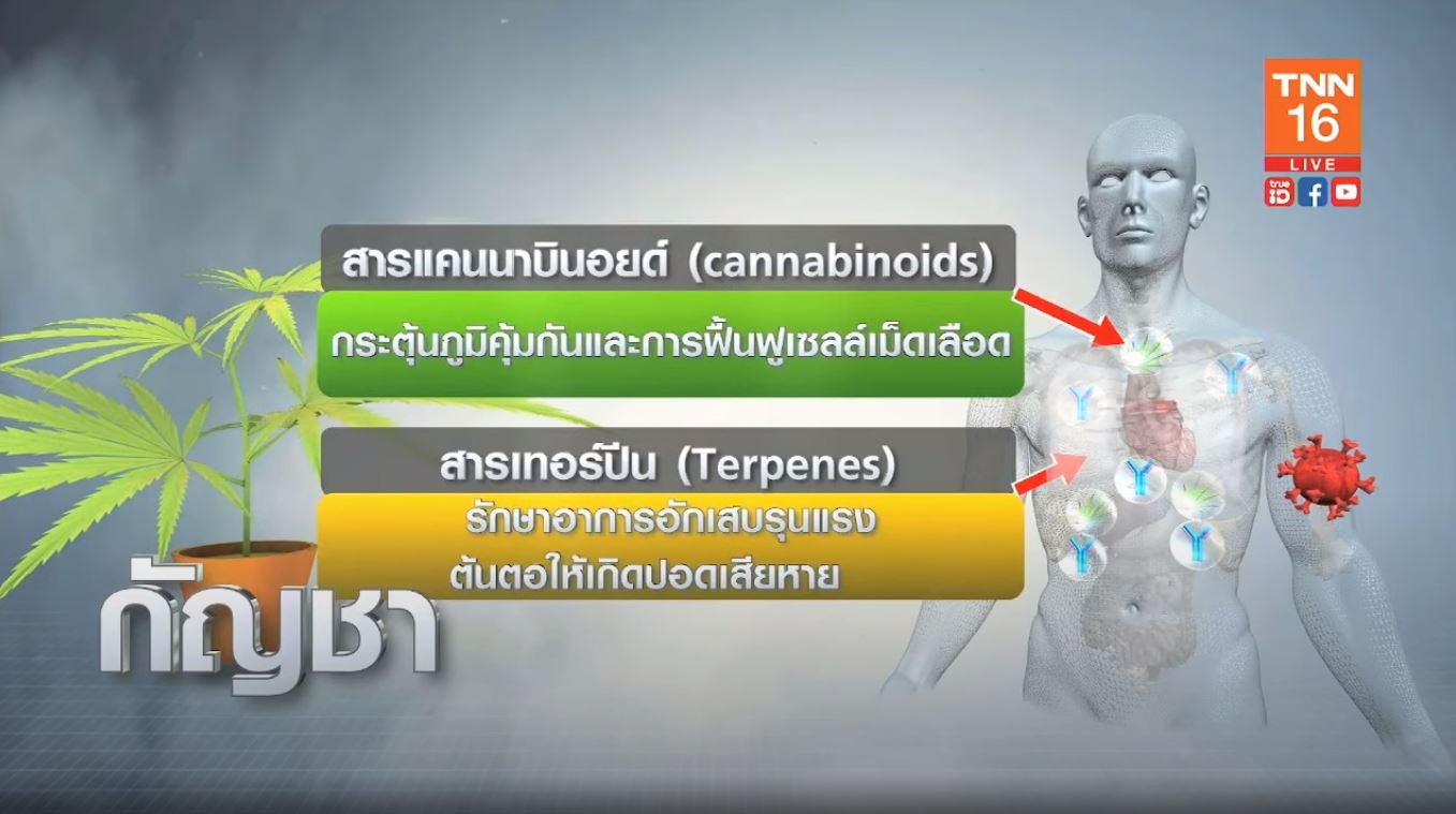 ผลวิจัยพบ รากกัญชา ช่วยฟื้นฟูเนื้อปอดพังจากโรคโควิด-19 ได้