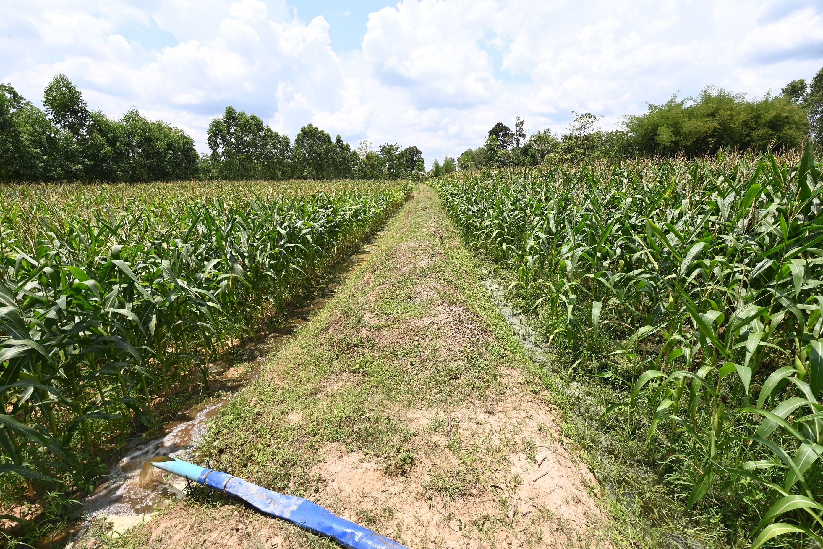 ปันน้ำปุ๋ย จากฟาร์มสุกรซีพีเอฟ ดูแลเกษตรกรสู้ภัยแล้ง ด้วยหลักเศรษฐกิจหมุนเวียน