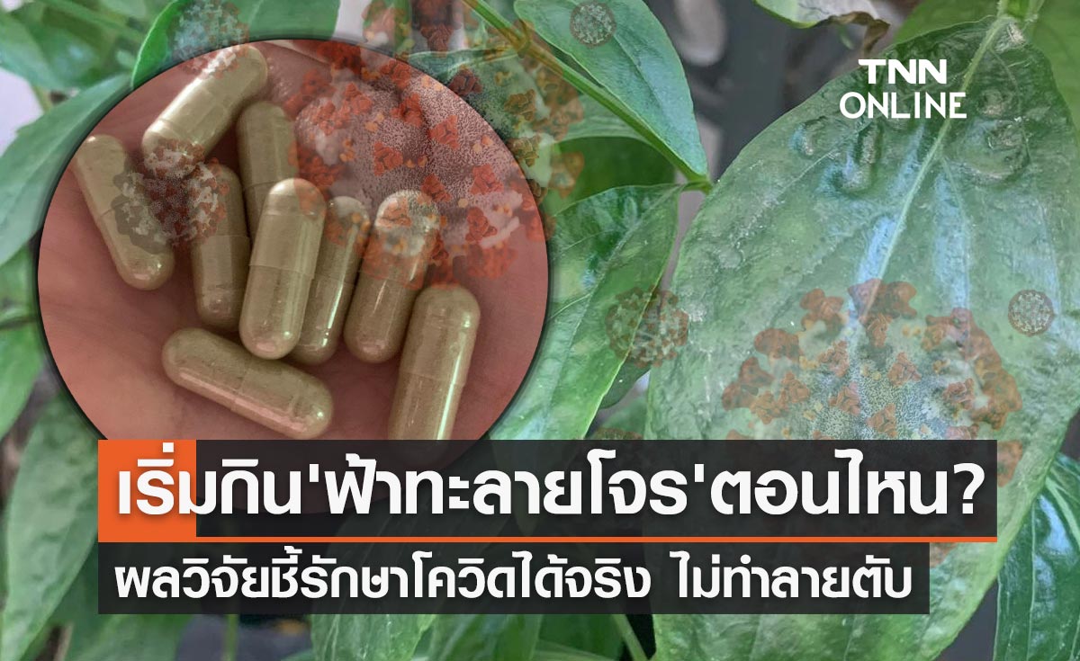 "ฟ้าทะลายโจร" ช่วยรักษาโควิดได้จริง ไม่ทำลายตับ ควรเริ่มกินตอนไหน?