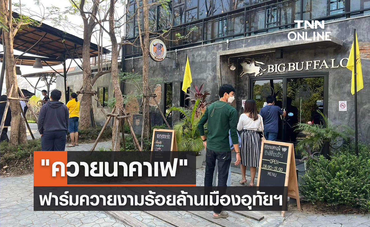 "ควายนาคาเฟ" ฟาร์มควายงามร้อยล้านเมืองอุทัยฯ