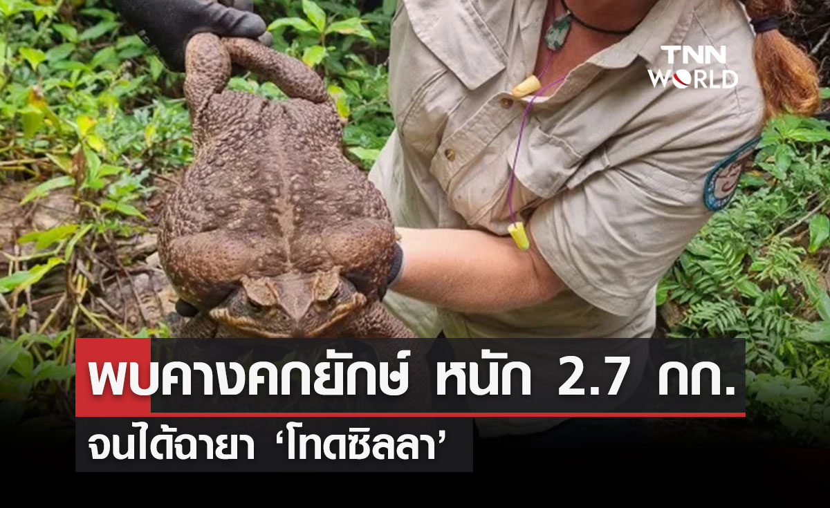 พบคางคกยักษ์ หนัก 2.7 กิโลกรัม จนได้ฉายา ‘โทดซิลลา’