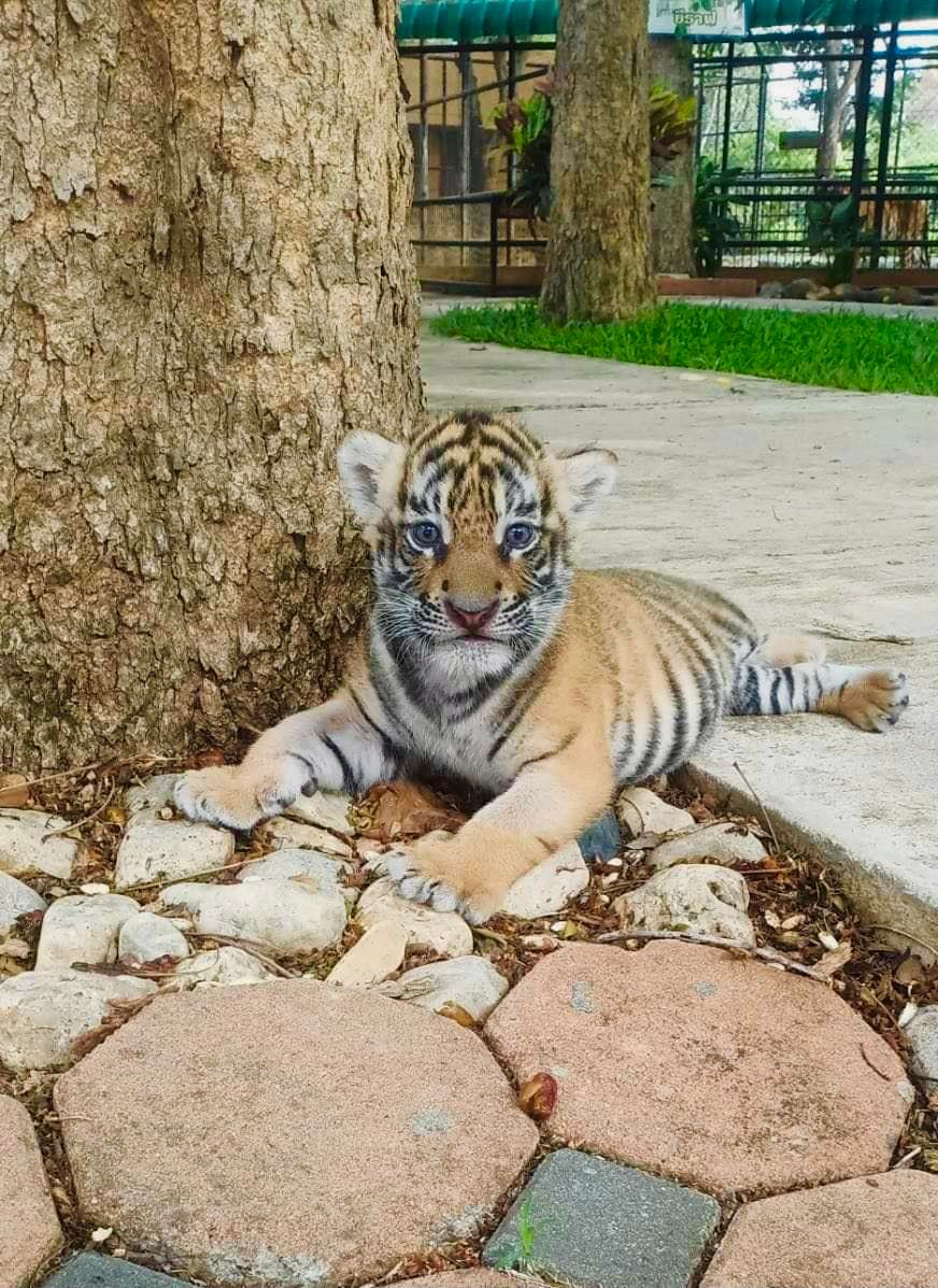 เปิดภาพล่าสุด “น้องขวัญ” เสือโคร่งของกลาง เน็ตไอดอลตัวใหม่ขวัญใจพี่ๆ
