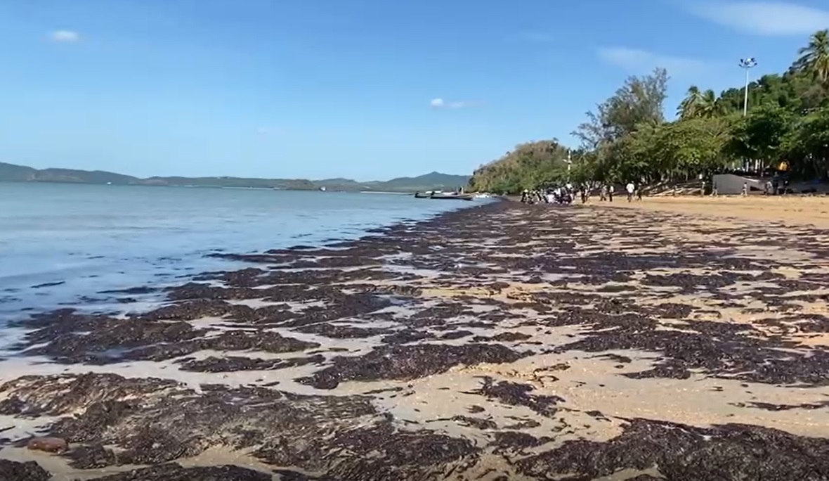 โผล่อีก! สาหร่ายทะเล ถูกคลื่นซัดหาดอ่าวนาง โผล่อีก! สาหร่ายทะเล ถูกคลื่นซัดหาดอ่าวนาง