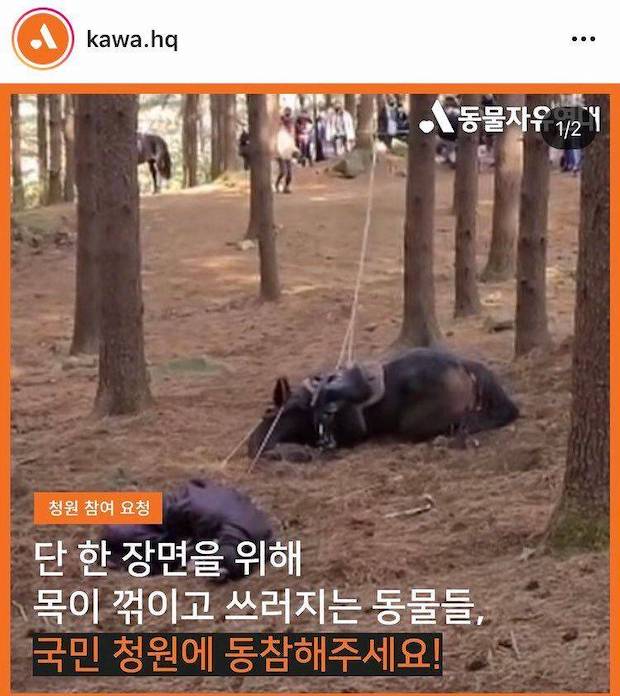 ทารุณกรรมสัตว์?!! ชาวเน็ตร้องเรียนซีรีส์จีนเรื่องดังทำม้าเข้าฉากเสี่ยงชีวิต ทารุณกรรมสัตว์?!! ชาวเน็ตร้องเรียนซีรีส์จีนเรื่องดังทำม้าเข้าฉากเสี่ยงชีวิต