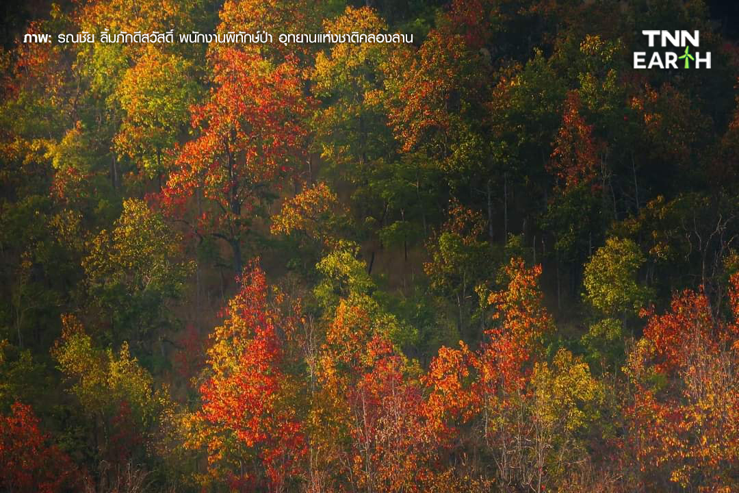 ชวนชม “ป่าเปลี่ยนสี” 1 ปีมีครั้งเดียว ที่คลองลาน จ.กำแพงเพชร ชวนชม “ป่าเปลี่ยนสี” 1 ปีมีครั้งเดียว ที่คลองลาน จ.กำแพงเพชร