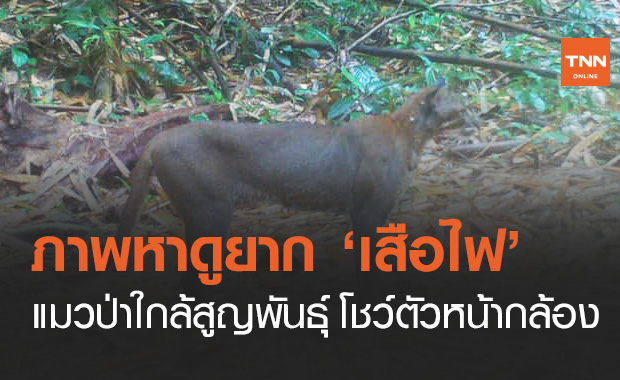 ภาพหาดูยาก "เสือไฟ" เดินผ่านหน้ากล้องดักถ่าย หลังอยู่ในภาวะใกล้สูญพันธุ์