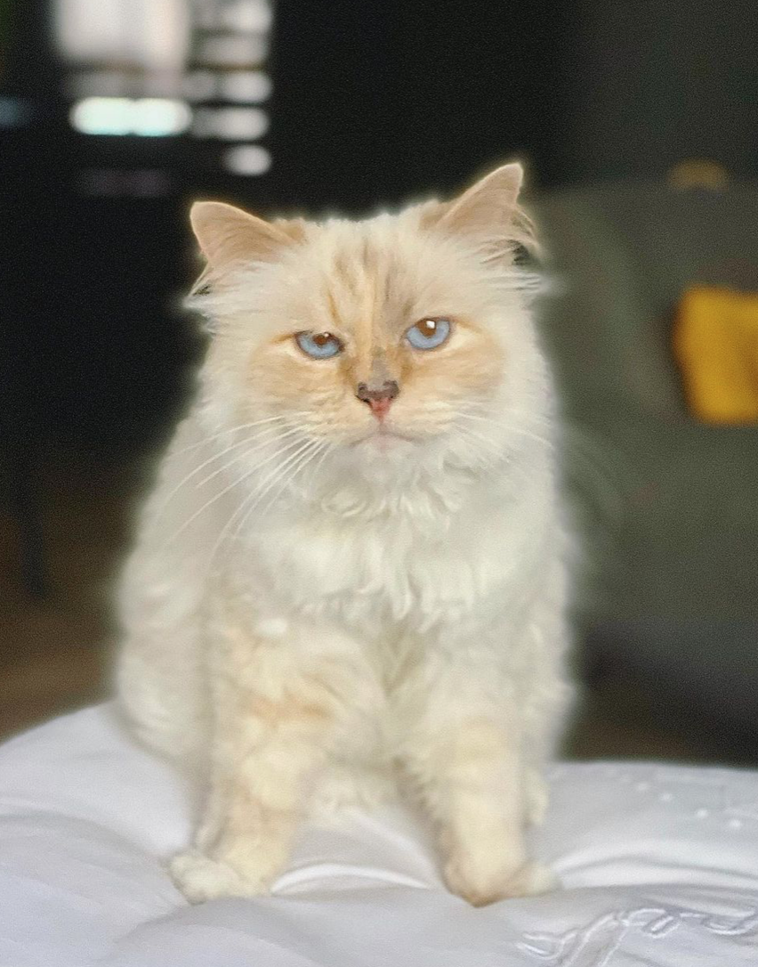 Met Gala 2023 เปิดที่มาชุดแมวของ Jared Leto น่ารักสตอรี่ดี! Met Gala 2023 เปิดที่มาชุดแมวของ Jared Leto น่ารักสตอรี่ดี!