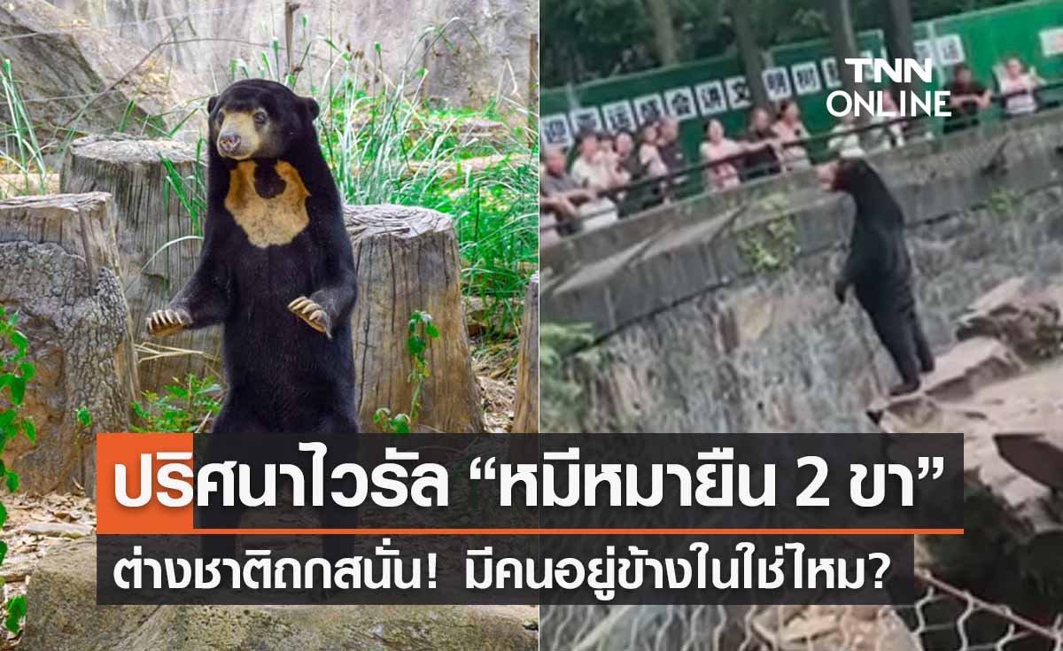 ไขปริศนาไวรัล! “หมีหมายืน 2 ขา” ต่างชาติถกสนั่น! มีคนอยู่ข้างในใช่ไหม? 