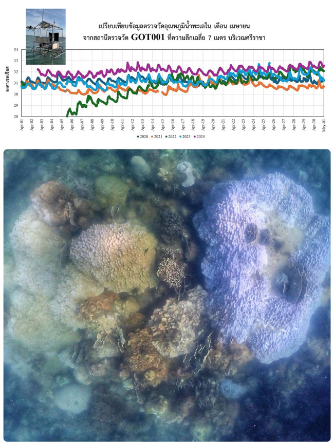 ภัยคุกคามใต้ท้องทะเล ปะการังฟอกขาวรุนแรง อุณหภูมิน้ำทะเลร้อนสุดในรอบ 5 ปี ภัยคุกคามใต้ท้องทะเล ปะการังฟอกขาวรุนแรง อุณหภูมิน้ำทะเลร้อนสุดในรอบ 5 ปี