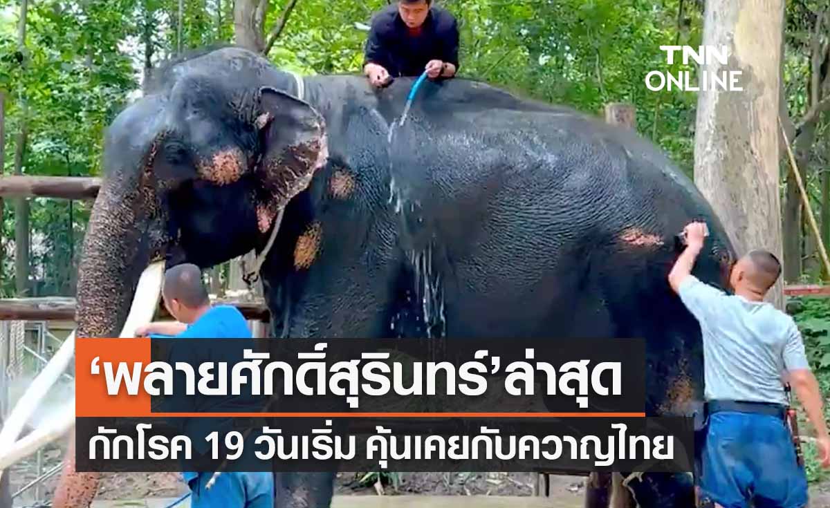 อัปเดตอาการล่าสุด "พลายศักดิ์สุรินทร์"  เริ่มคุ้นเคยกับควาญไทย 