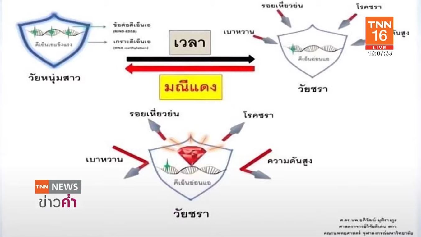 รู้จัก มณีแดง หรือ RED-GEMs ยาต้านความชรา ไทยค้นพบครั้งแรกของโลก!