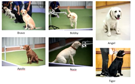 ครั้งแรกในไทย! จุฬาฯวิจัยสำเร็จ สุนัขดมกลิ่นค้นผู้ติดเชื้อโควิด