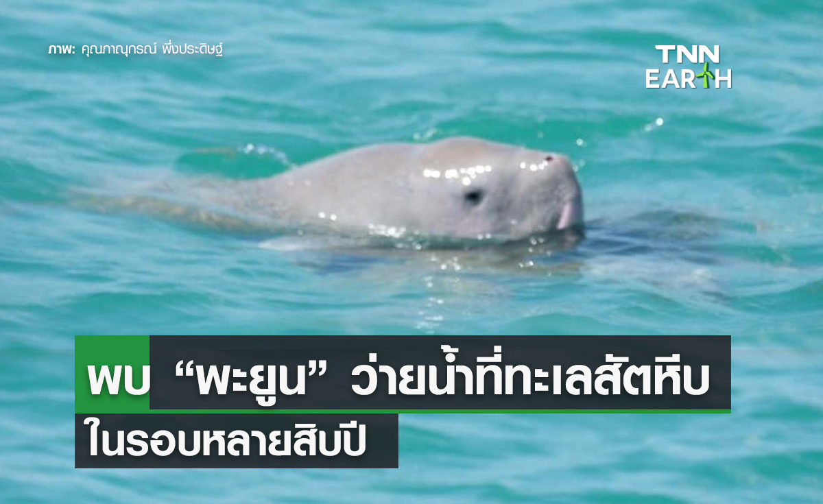 พบ “พะยูน” ว่ายน้ำที่ทะเลสัตหีบ จ.ชลบุรี ในรอบหลายสิบปี