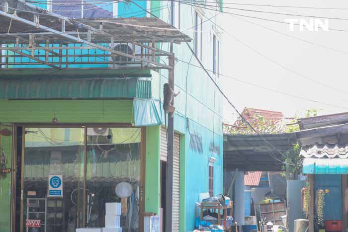 วางเสือให้ลิงกลัว ตัวช่วยแก้ปัญหาลิงรุกพื้นที่ชุมชน