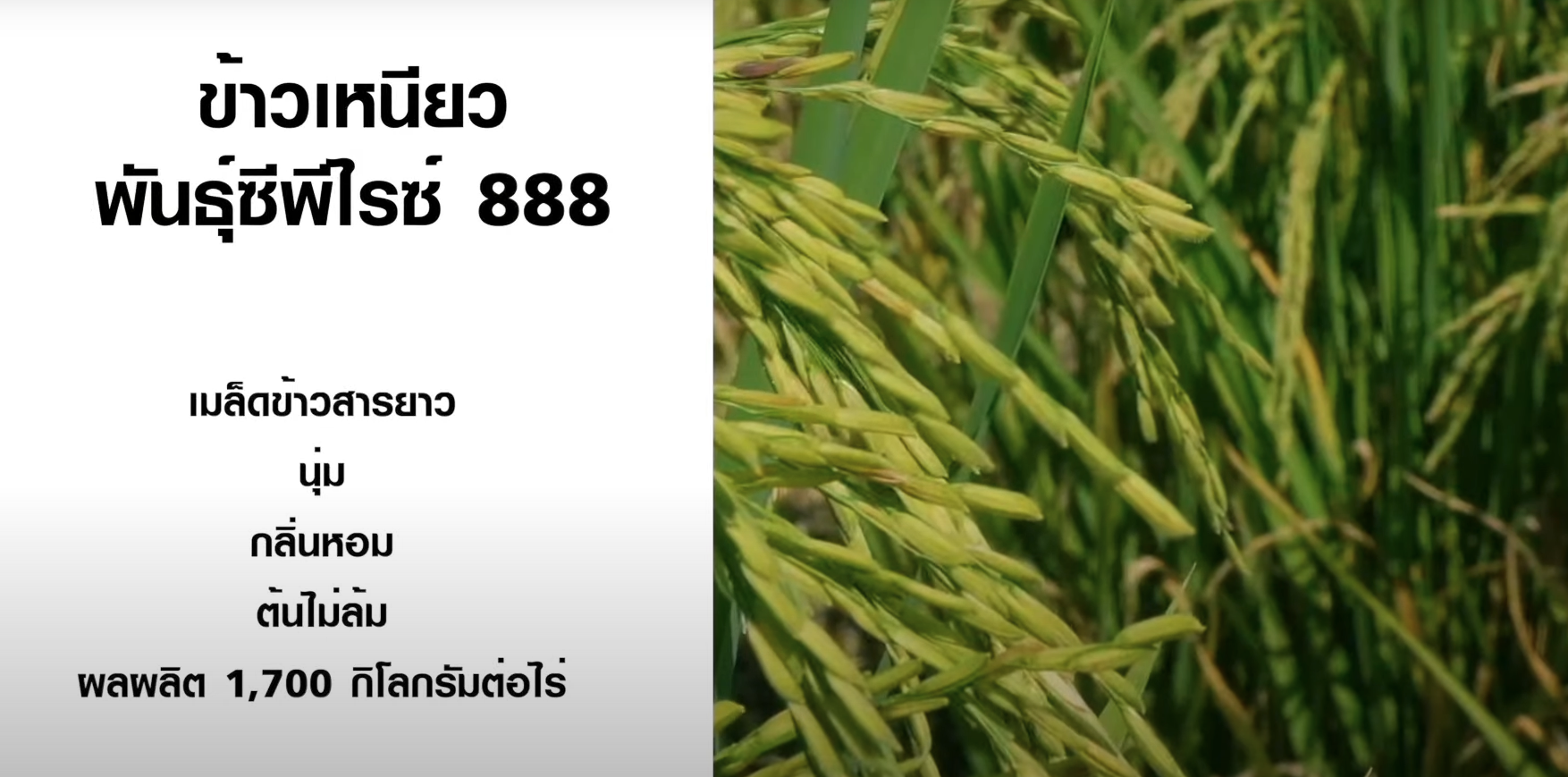 เทคโนโลยีตรวจสอบและพัฒนาสายพันธุ์ข้าว I TNN Tech Reports เทคโนโลยีตรวจสอบและพัฒนาสายพันธุ์ข้าว I TNN Tech Reports