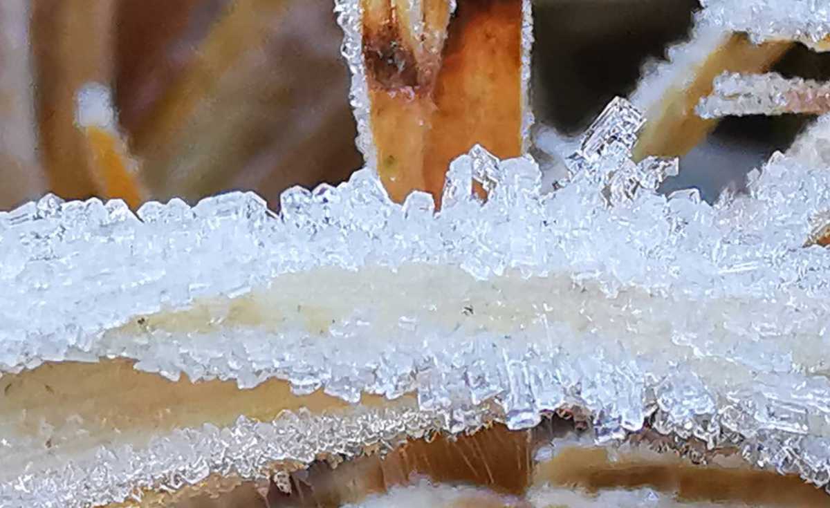 ยอดหญ้าติดลบเหมยขาบอวดโฉมต่อเนื่อง ยอดหญ้าติดลบเหมยขาบอวดโฉมต่อเนื่อง