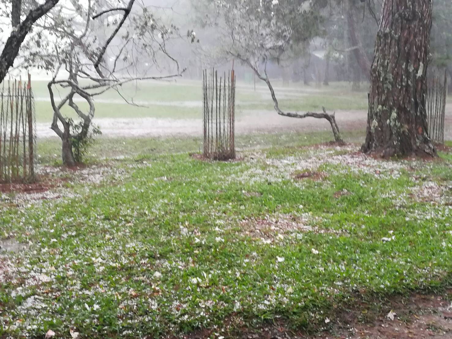 ขาวโพลน! พายุลูกเห็บตกบนยอดภูกระดึง ขาวโพลน! พายุลูกเห็บตกบนยอดภูกระดึง