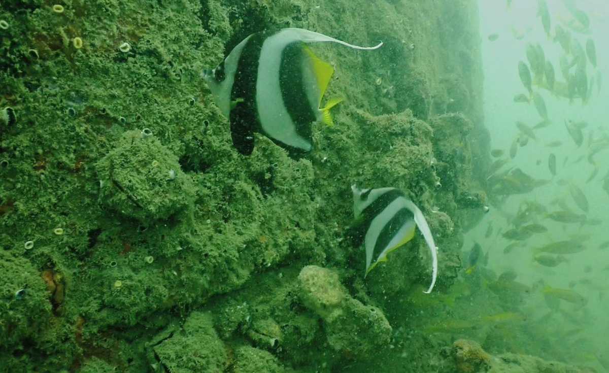 สำรวจปะการังเทียม ตู้รถไฟ-เรือรบ 10 ปีใต้ทะเล พบปะการังลงเกาะ ปลาเพียบ สำรวจปะการังเทียม ตู้รถไฟ-เรือรบ 10 ปีใต้ทะเล พบปะการังลงเกาะ ปลาเพียบ