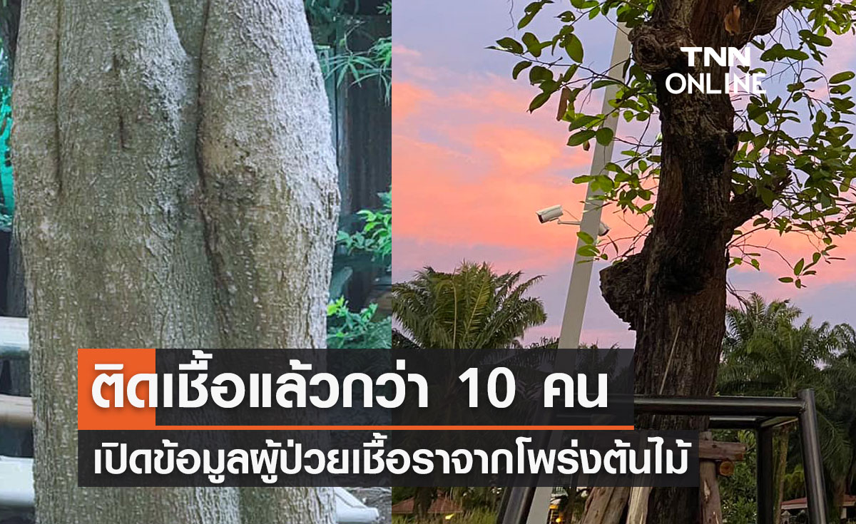 ติดเชื้อแล้วกว่า 10 คน "หมอมนูญ" เปิดข้อมูลผู้ป่วยเชื้อราจากโพร่งต้นไม้