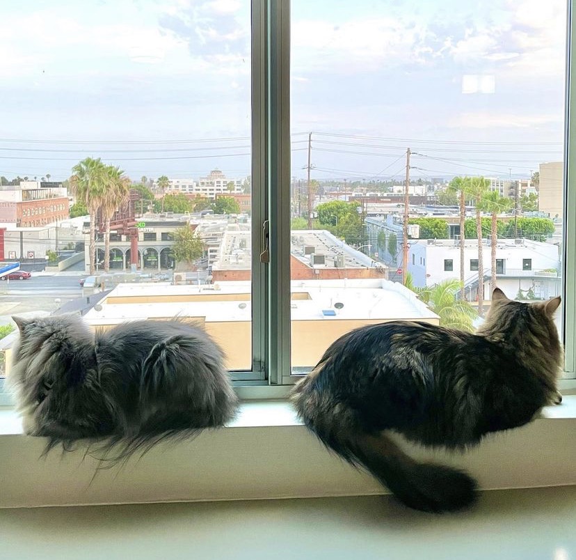 สามีไม่ชอบ แต่ นาตาลี ยังพาแมวไปแอลเอเพราะ? พร้อมอวดภาพสุดประทับใจ สามีไม่ชอบ แต่ นาตาลี ยังพาแมวไปแอลเอเพราะ? พร้อมอวดภาพสุดประทับใจ