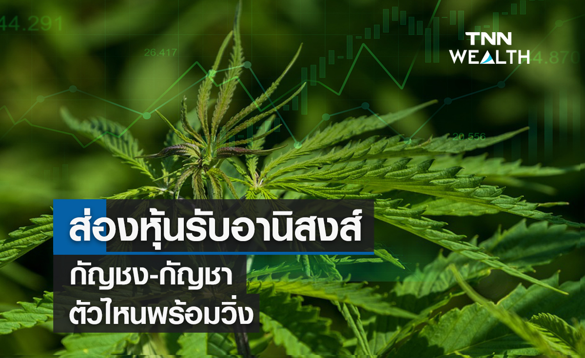 ส่องหุ้นรับอานิสงส์กัญชง-กัญชาตัวไหนพร้อมวิ่ง
