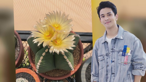 “กัน นภัทร” ขยายพันธุ์ แคคตัส สร้างรายได้ มีแพลนเปิดเป็นคาเฟ่ (มีคลิป) “กัน นภัทร” ขยายพันธุ์ แคคตัส สร้างรายได้ มีแพลนเปิดเป็นคาเฟ่ (มีคลิป)