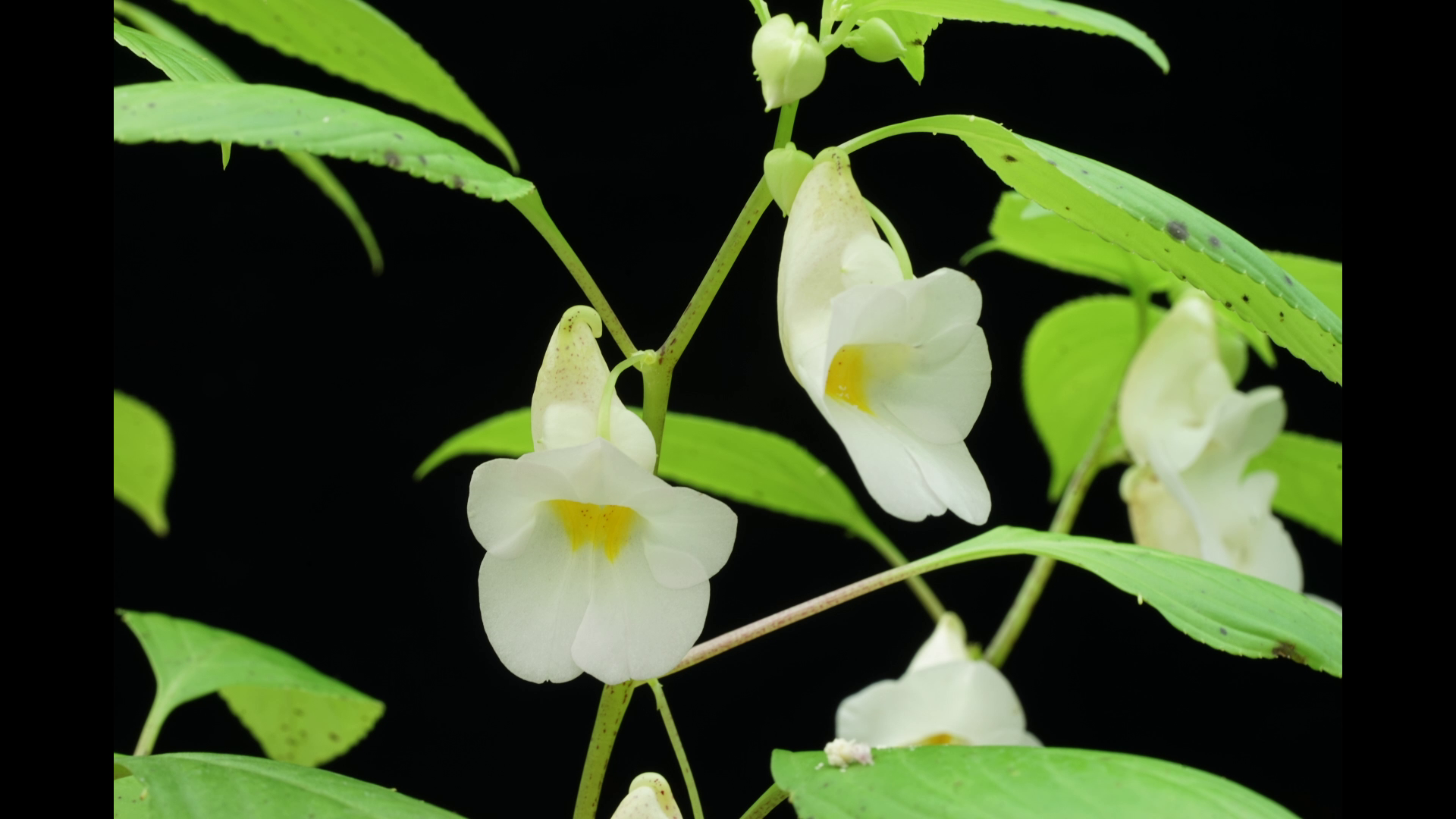 นักพฤกษศาสตร์ไทยพบ “พืชสกุลเทียน” 20 ชนิดและ 1 สายพันธุ์ใหม่ของโลก นักพฤกษศาสตร์ไทยพบ “พืชสกุลเทียน” 20 ชนิดและ 1 สายพันธุ์ใหม่ของโลก