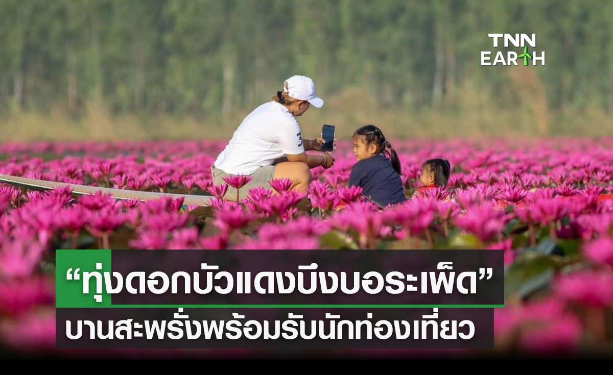 “ทุ่งดอกบัวแดงบึงบอระเพ็ด” จ.นครสวรรค์ บานสะพรั่งพร้อมรับนักท่องเที่ยว