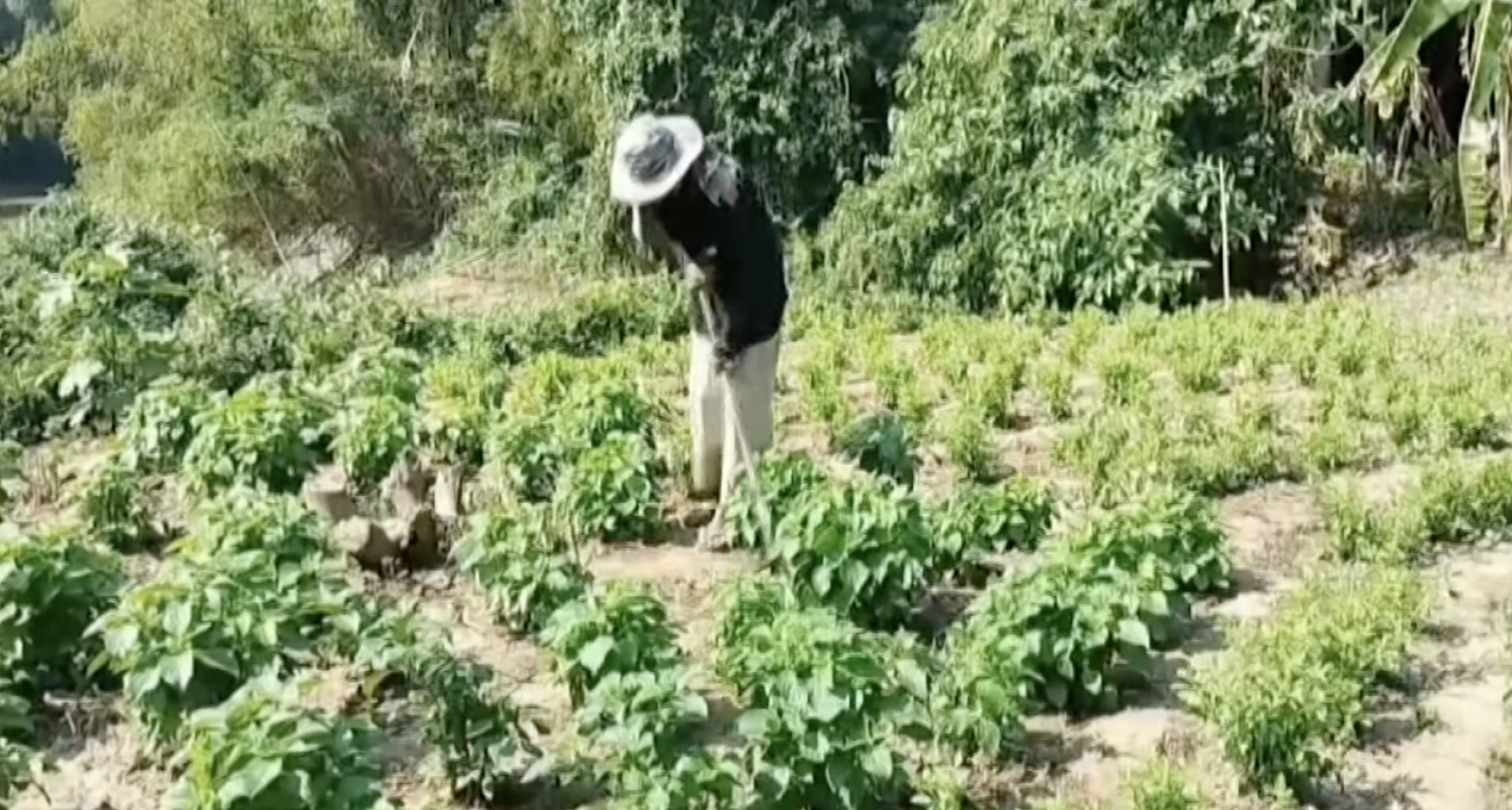 คุณตาวัย 80 ปี ปลูกผักอินทรีย์ ขายดีมีรายได้ทุกวัน