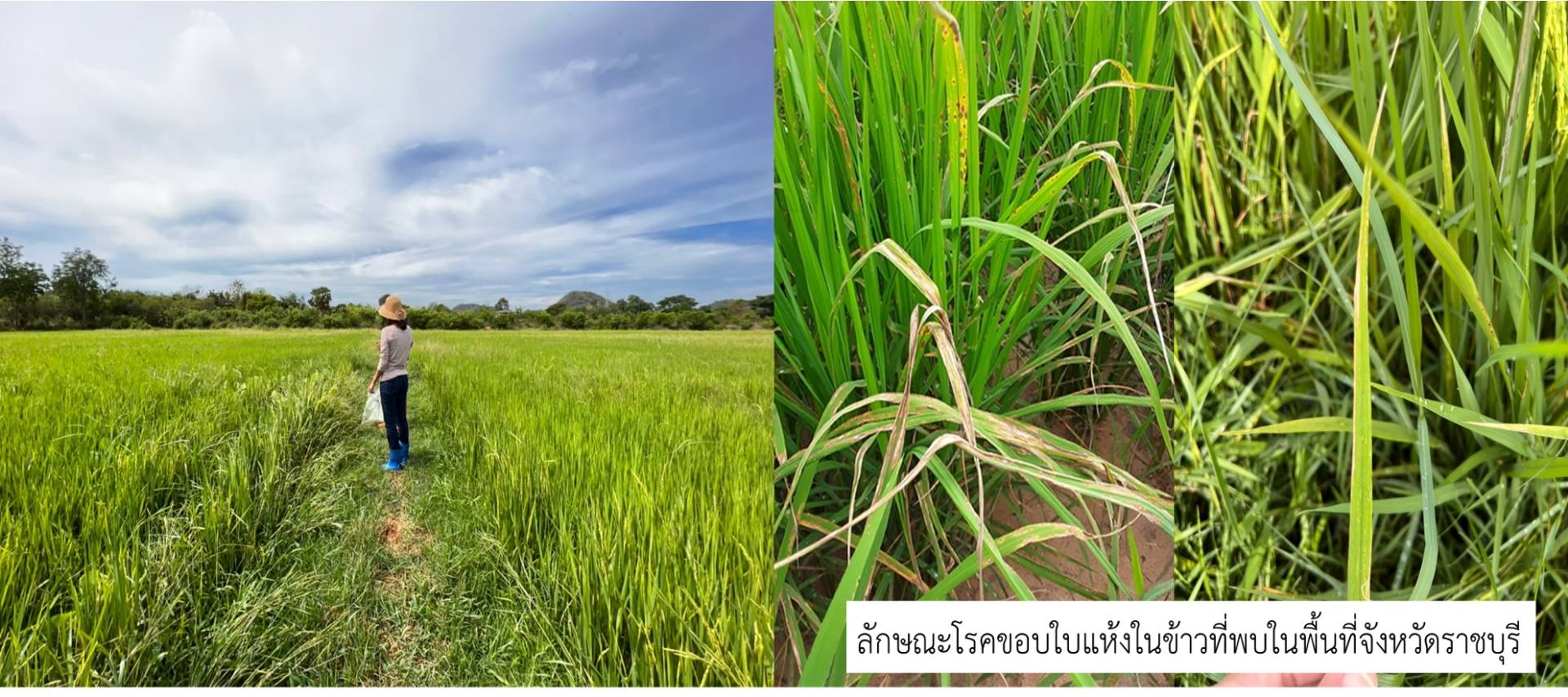 สกสว.หนุน ราชภัฏหมู่บ้านจอมบึง วิจัยโรคระบาดในข้าวเมืองโอ่ง