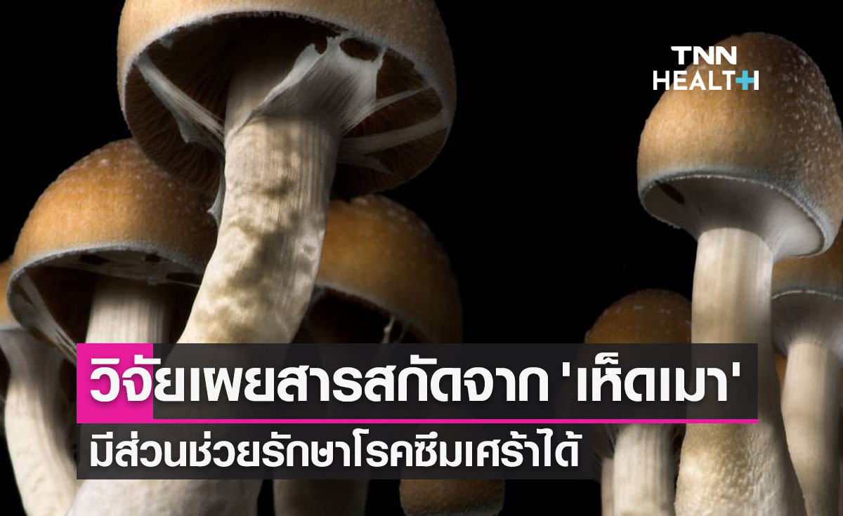 งานวิจัยเผยสารสกัดจาก 'เห็ดเมา' มีส่วนช่วยรักษาโรคซึมเศร้าได้ 