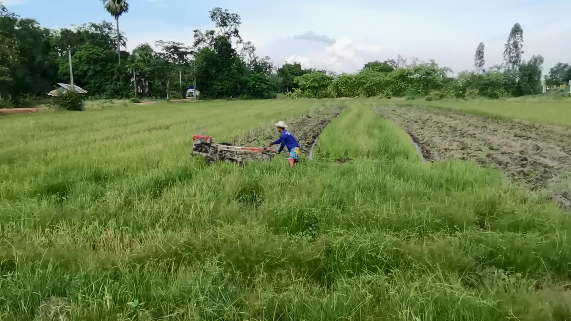 ความหวังชาวนา! เร่งเตรียมแปลง หว่านข้าว ปักดำวันพืชมงคล