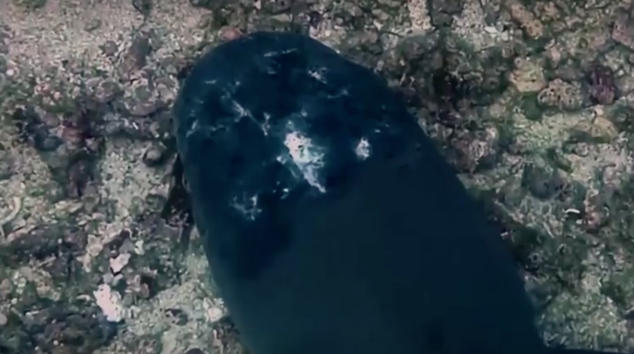 พบฉลามในมาเลเซียป่วยโรคผิวหนังลึกลับยังหาสาเหตุไม่ได้