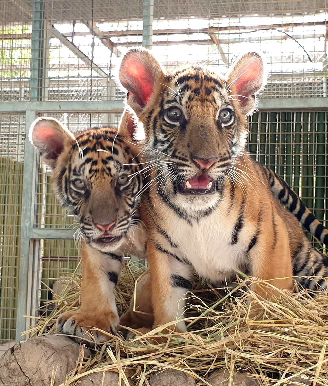 โล่งอก! ‘น้องขวัญ’ ไม่ได้ถูกล่าในป่าไทยตรวจ DNA เป็นพันธุ์ไซบีเรีย 