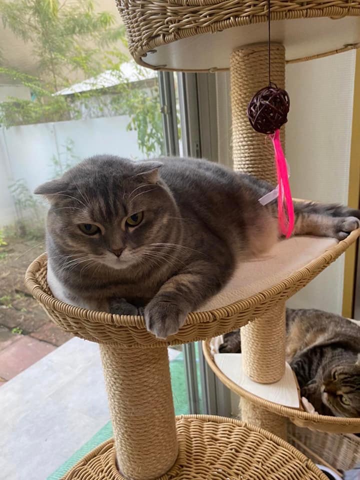 ประกาศตามหาแมว มณี หายออกจากบ้าน ใครเจอน้องส่งคืนให้ 3 แสนบาท