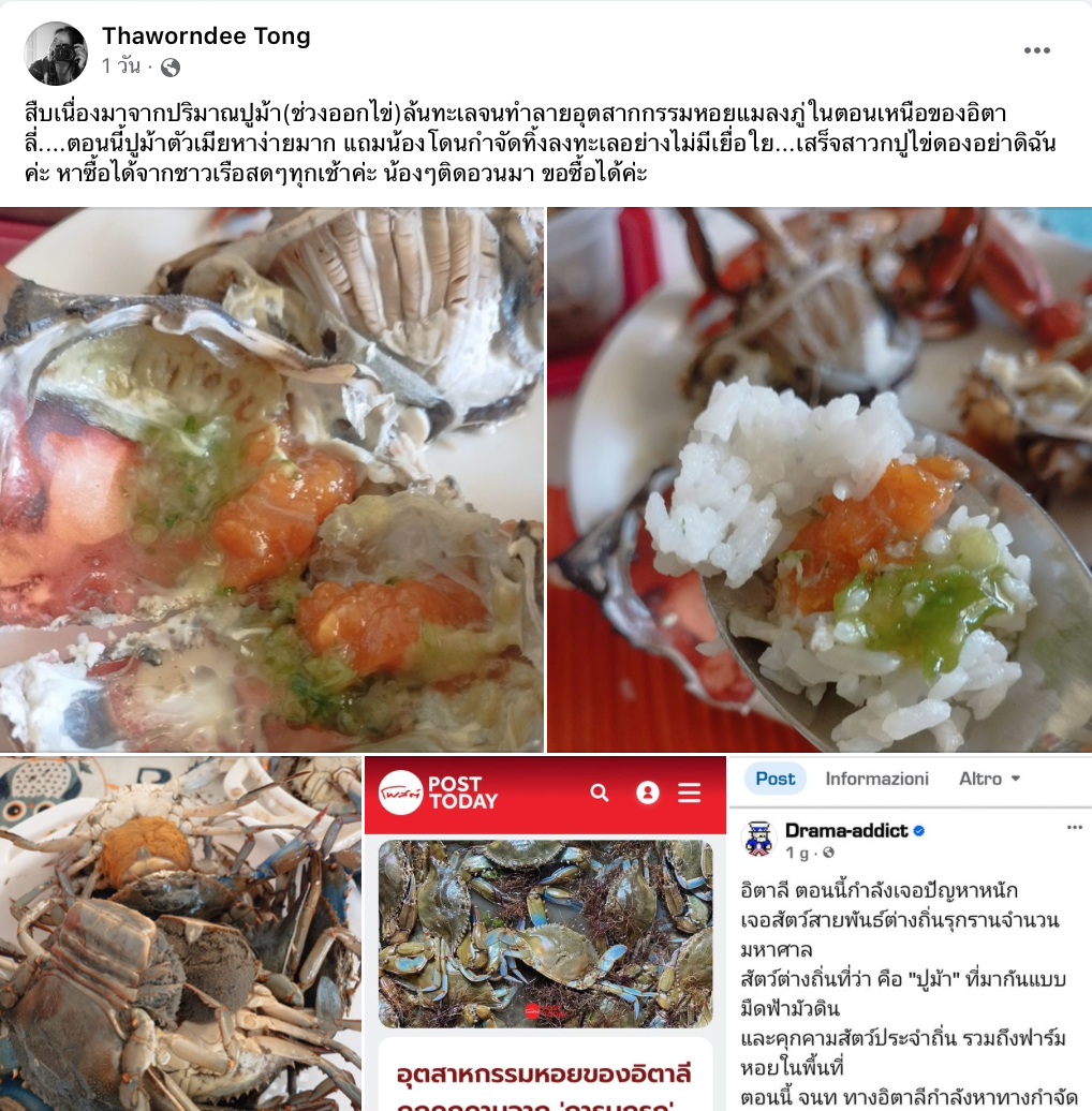 ปูม้าบุกอิตาลี! ไม่รอดคนไทยลองแล้ว เนื้อแน่น หวาน ไข่เต็มท้อง